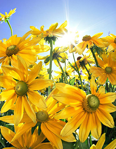 sunflower,向日葵