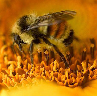 bumblebee,大黄蜂